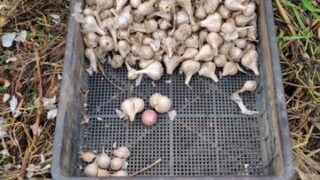 今年のニンニクの乾燥は上手く出来ました-2025-09-10