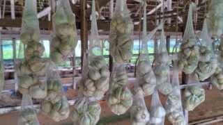 2年前の2023年からニンニク栽培を始めました（1回目）-2025-09-14