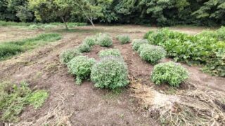 今年もヤーコン畑がホーリーバジル畑になってしまった-2025-09-14