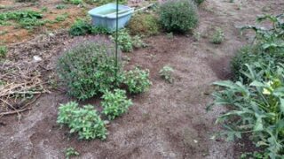 ホーリーバジルの増やし方です-2025-09-18