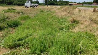 イノシシに道路の法面を荒らされた-2025-09-21