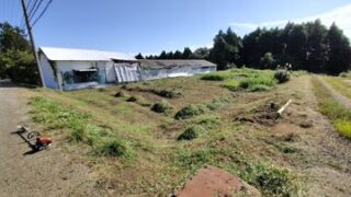 イノシシに荒らされた道路の法面(のりめん)と荒らされなかった道路の法面-2025-09-24