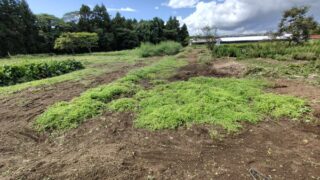 ペニーロイヤルミントでグランドカバーを作っている途中です-2025-10-01