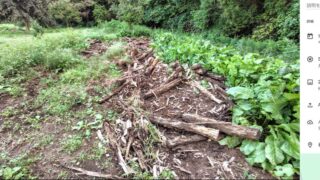 今まではホースラディッシュ（西洋わさび）を植えていない左側を荒らされましたが、初めて完全に破壊されました-2025-10-02