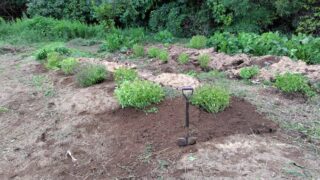 まだスキマだらけですが、イノシシに荒らされたカブトムシの幼虫のすみかを補修しました-2025-10-03