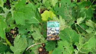 ハロウィンの飾りつけで使うカナリアナスです-2025-10-04