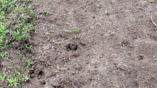 イノシシの足跡発見。かなり大きなイノシシです-2025-10-04