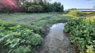弱ったな。 今年は雨が降ったりやんだりだからニンニクの植えつけができてない-2025-10-04