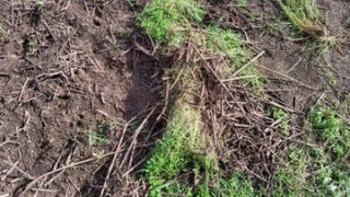 ホースラディッシュ（西洋わさび）とペニーロイヤルミントとホーリーバジルの組み合わせでイノシシの侵入を止めることがやっとできました-2025-10-07