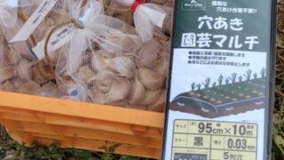 来年収穫のにんにくの植えつけをやっと始めました-2025-10-08