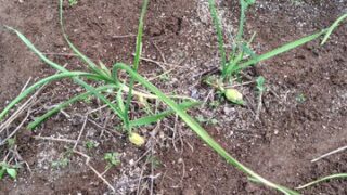 ちなみにこっちのニンニクは今年の梅雨入り前の６月8日の収穫で取り残したものが野良生えしたものです-2025-10-09