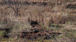 キクイモ畑にイノシシ出てました-2025-01-22