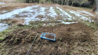 アピオスを掘り出しました-2025-02-26