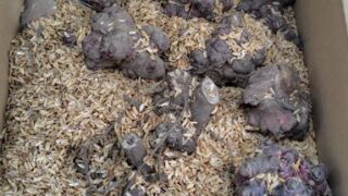 メルカリでたぶん在来種だと思いますが購入しました-2025-03-05