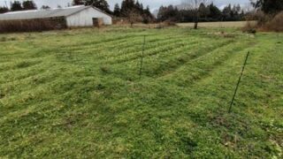 ニンニク畑の中にはイノシシは入っていませんでした-2025-03-05