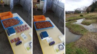 アピオスの栄養成分分析データです-2025-03-10