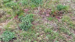 赤クローバーです-2025-03-17