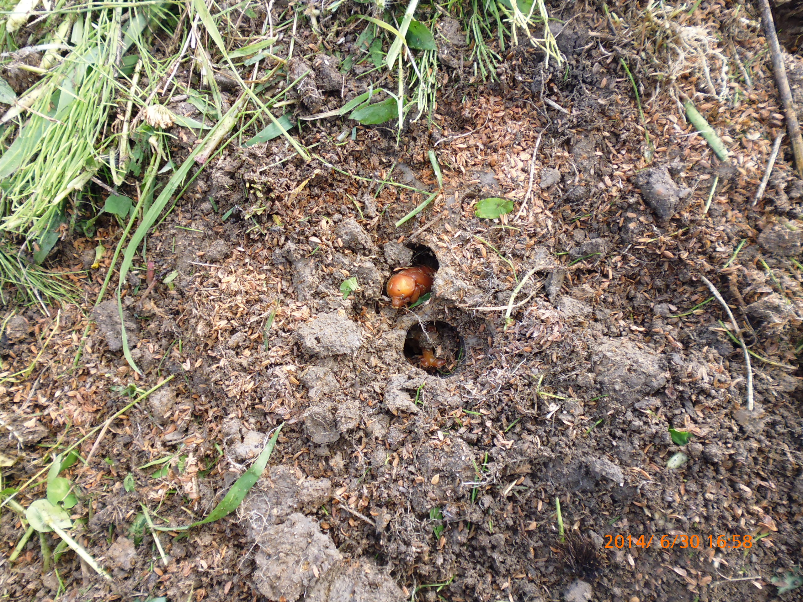 栗のいが の堆肥とカブトムシ 14 06 30 のとぴぃ