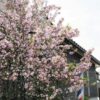 ピンクに咲き誇って べっぴんさん　穴水・清水さん方にハナカイドウ：北陸中日新聞Web