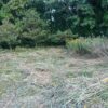 島崎 光典 - 北米原産の外来植物のセイタカアワダチソウの黄色は世界農業遺産の能登半
