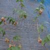 島崎 光典 - 家のグリーンカーテン用のプランターに植えているアピオスが花を咲かせま