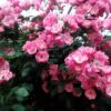 有機液肥『土帰土輝』で育てたバラが咲き誇る！！ | 株式会社ＭＫ技術研究所