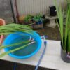 島崎 光典 - 端午の節句の菖蒲湯（しょうぶゆ）で使う「匂い菖蒲」です。石川県は6月