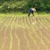 第1章　農薬空中散布のミス | 自然栽培米農家　いのち　めぐる　たんぼ　　　 　　　