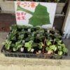 ２０２３年産ヤーコンの苗作り：ヤーコンおやじのブログ：SSブログ