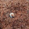 島崎 光典 - カブトムシの幼虫が出てくるので、笹やぶのそばを板材で囲んで埋め戻しで