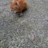 島崎 光典 - 収穫2日分のコンテナ2箱を水洗いしたら11.75kgになりました。飼い猫の「