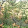島崎 光典 - ウラジロ採取です。いのししが穴を開けてました。広葉樹林の北向きの斜面