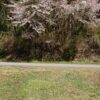 島崎 光典 - ヤーコンを植えつける前に草刈りしてました。スミレなどは残しました。