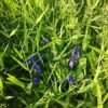 島崎 光典 - 甲駅は廃線になる前に植えていたたぶんアイリスが花を咲かせてます。去年