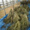 島崎 光典 - 秋蕎麦そのままですが、乾燥しきったように見えない。...
