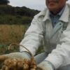 キクイモ：生育順調　試験栽培重ねＰＲへ　耕作放棄地対策で福岡市　／福岡 | 毎日新