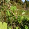 島崎 光典 - マイクロキュウリを収穫せずにそのままにしてますが、まだ花が咲き始めて
