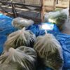 島崎 光典 - 昨日はウラジロ3000枚七尾市まで届けてから最初に行った山に一人で入りま