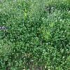 島崎 光典 - いつの間にかお花畑になりました。横浜中華街の「ひまわりの種」は順調に