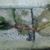 島崎 光典 - 今日の三本の金時草の挿し木。折れた株ですが、芽のつけねから発根。とい