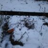 島崎 光典 - 2013年3月に静岡県から種イモを買って5年間植えたままにしていたアピオス