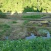 島崎 光典 - 6月5日からずっとマコモ用の水田を構築してる。久しぶりのスコップだけの