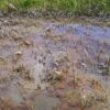 島崎 光典 - この赤いのは暖かくなると水田などでよく見かけるあれです。光合成細菌で
