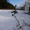 島崎 光典 - 雪の中、廃線前に植えてあったバラかな?...