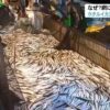 ホタルイカ漁最盛期なのに…網引き上げたら季節外れの『大量のカマス』値段は10分の1以