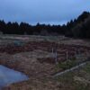 島崎 光典 - 金沢から戻って、ここにあるはずの西洋わさびを掘ろうとしたけど、全滅し