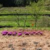 島崎 光典 - 4月20日と23日にヤーコン苗を植えつけて、今日見たら一部枯れてた。芝桜