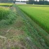 島崎 光典 - 穴水町のホームセンター「コメリ」で刈払い用の鎌を買って手作業でした。
