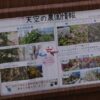 島崎 光典 - 天空の農園。葡萄(ぶどう)は、ナイアガラでした。その下にクリーピングタ