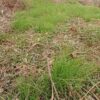 島崎 光典 - 昨日から草刈りしてました。スミレとノビルかな？アサツキかな？を残しま